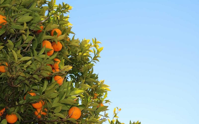 Chicago skyline bachelorette parties