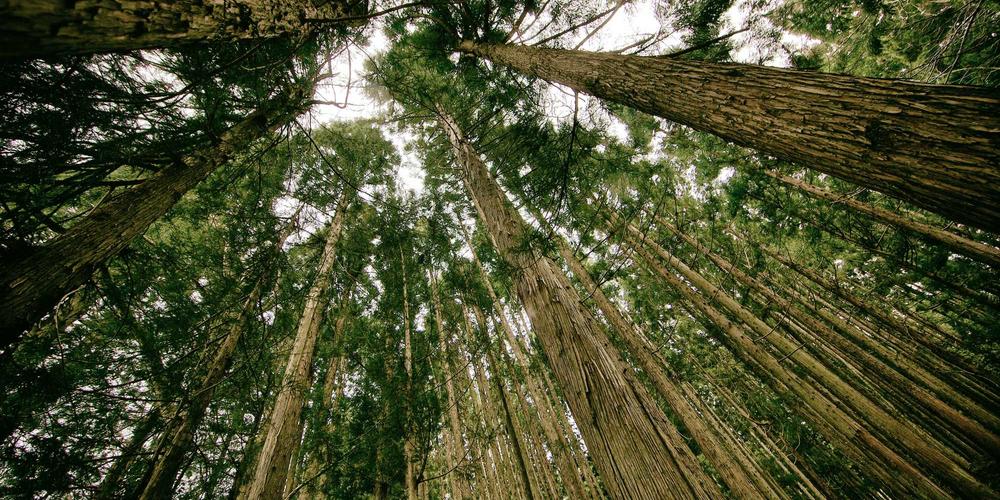 Seasonal party bus events in Elmhurst